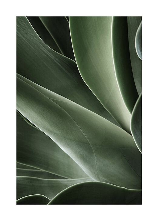 Kaktuszlevél fotó poszter