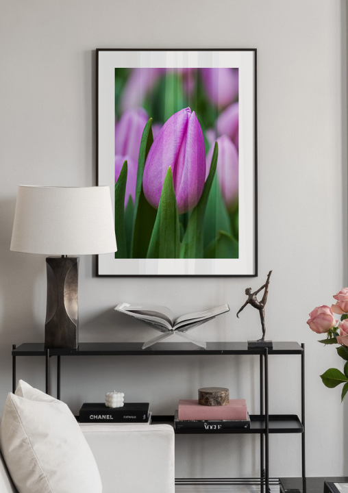 Lila tulipán - virág fotó poszter