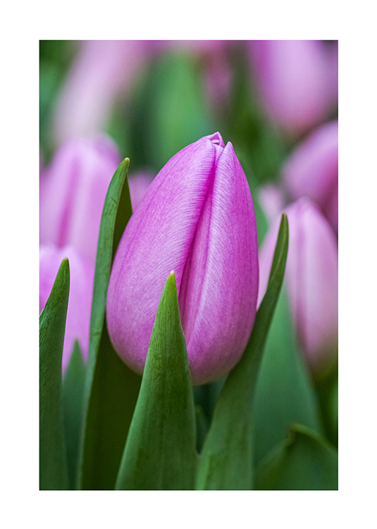 Lila tulipán - virág fotó poszter