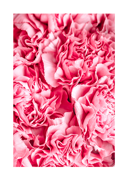 Rózsaszín szirmok - virág fotó poszter