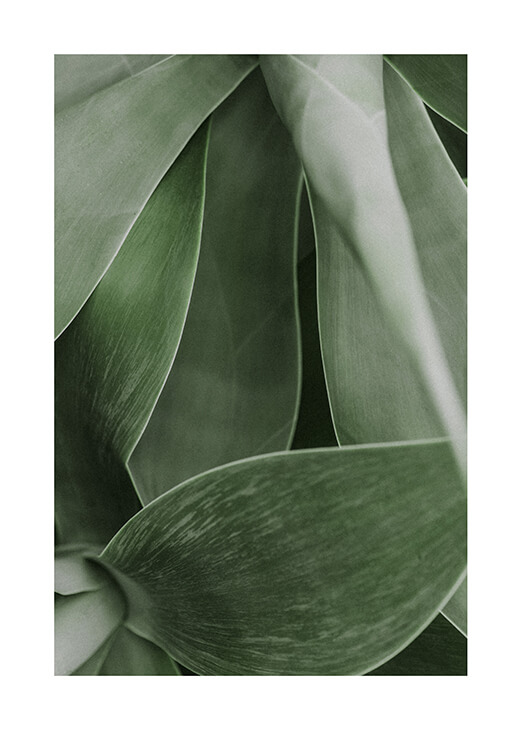 Zöld agave fotó poszter