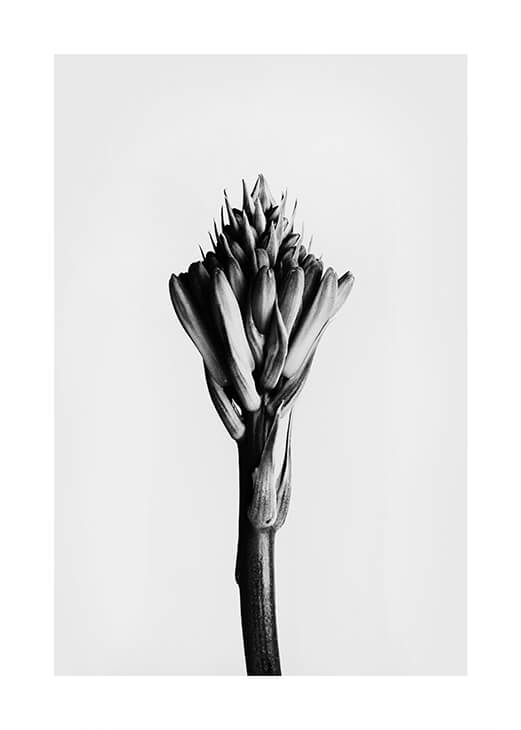 Fekete-fehér növény 1 fotó poszter