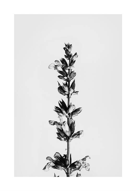 Fekete-fehér növény 2 fotó poszter