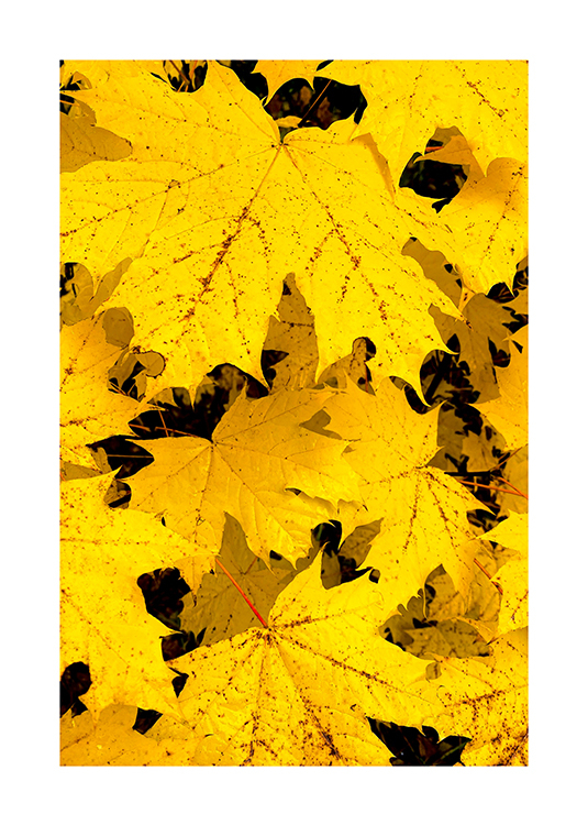Elsárgult levelek fotó poszter