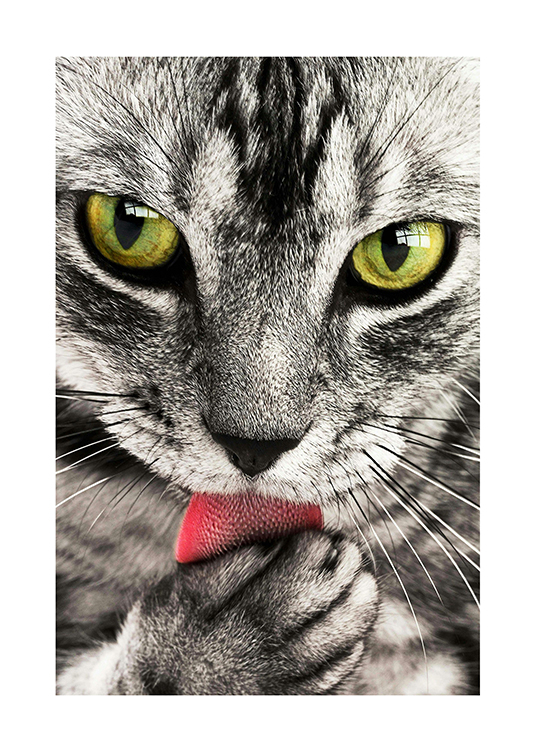 Cica állatos fotó poszter