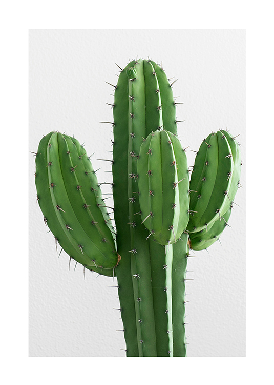 Kaktusz - természet fotó poszter